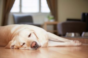 dog-sleeping-on-floor