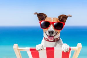 summer-vacation-dog